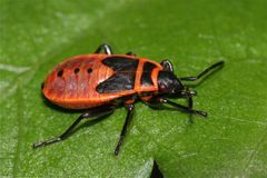 Die Larve der Feuerwanze Pyrrhocoris apterus