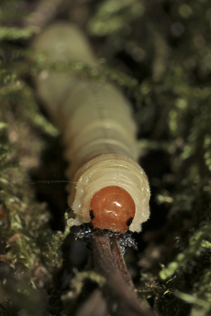 Die Larve der Kiefern-Buschhornblattwespe (Diprion pini)