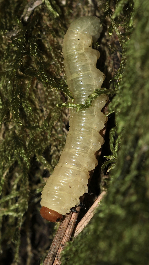 Die Larve der Kiefern-Buschhornblattwespe (Diprion pini)