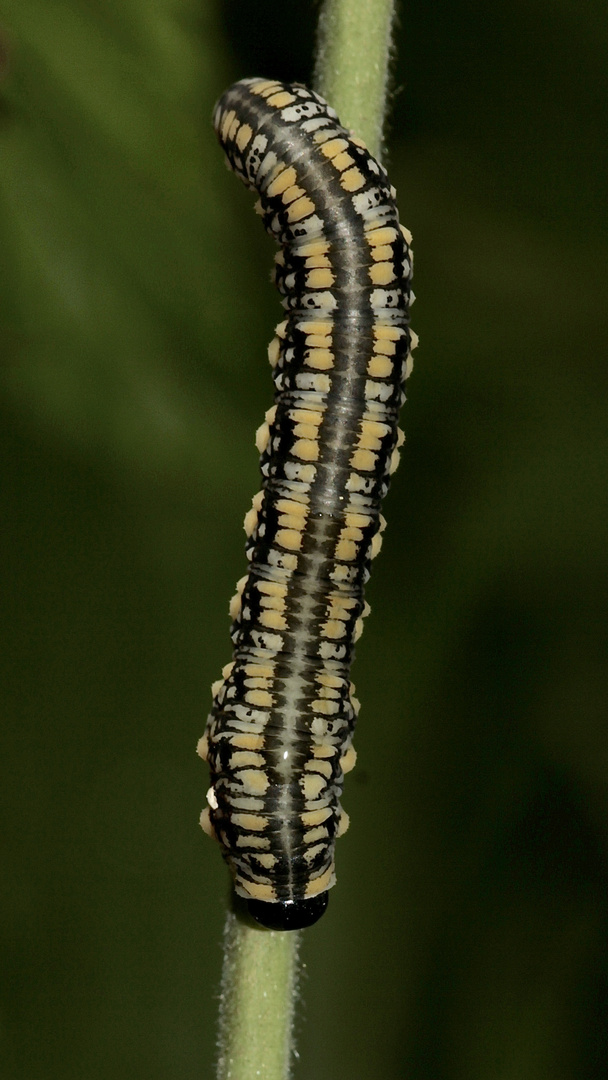 Die Larve der Kiefernbuschhornblattwespe (Diprion similis), ...