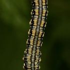 Die Larve der Kiefernbuschhornblattwespe (Diprion similis), ...