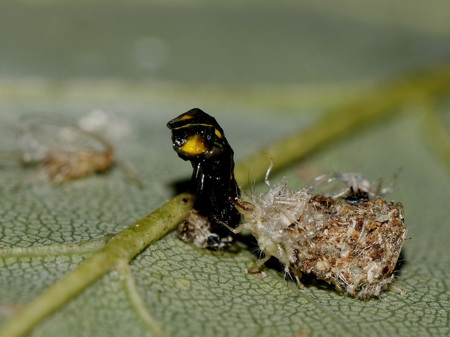 Die Larve der Köcherfliege