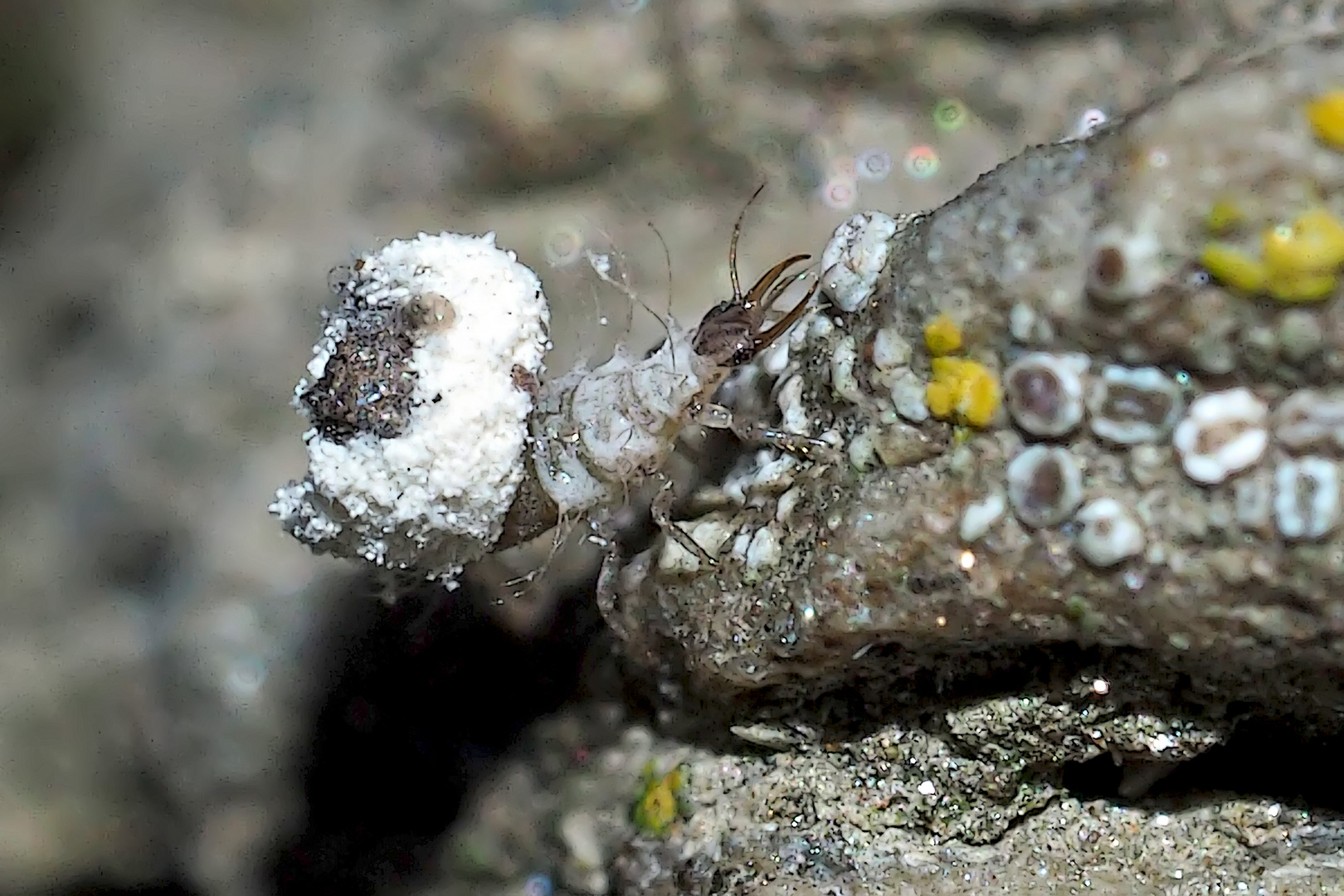 Die Larve der nützlichen Florfliege, ev. Chrisopidia ciliata. - La chrysope mange des pucerons... 