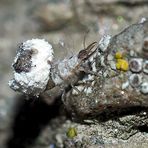 Die Larve der nützlichen Florfliege, ev. Chrisopidia ciliata. - La chrysope mange des pucerons... 