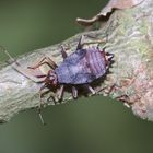 Die Larve der Roten Weichwanze, Deraeocoris ruber