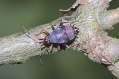 Die Larve der Roten Weichwanze, Deraeocoris ruber