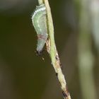 Die Larve der Schwebfliege Scaeva pyrastri saugt eine Blattlaus aus - aus für die Laus!