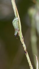 Die Larve der Schwebfliege Scaeva pyrastri saugt eine Blattlaus aus - aus für die Laus!