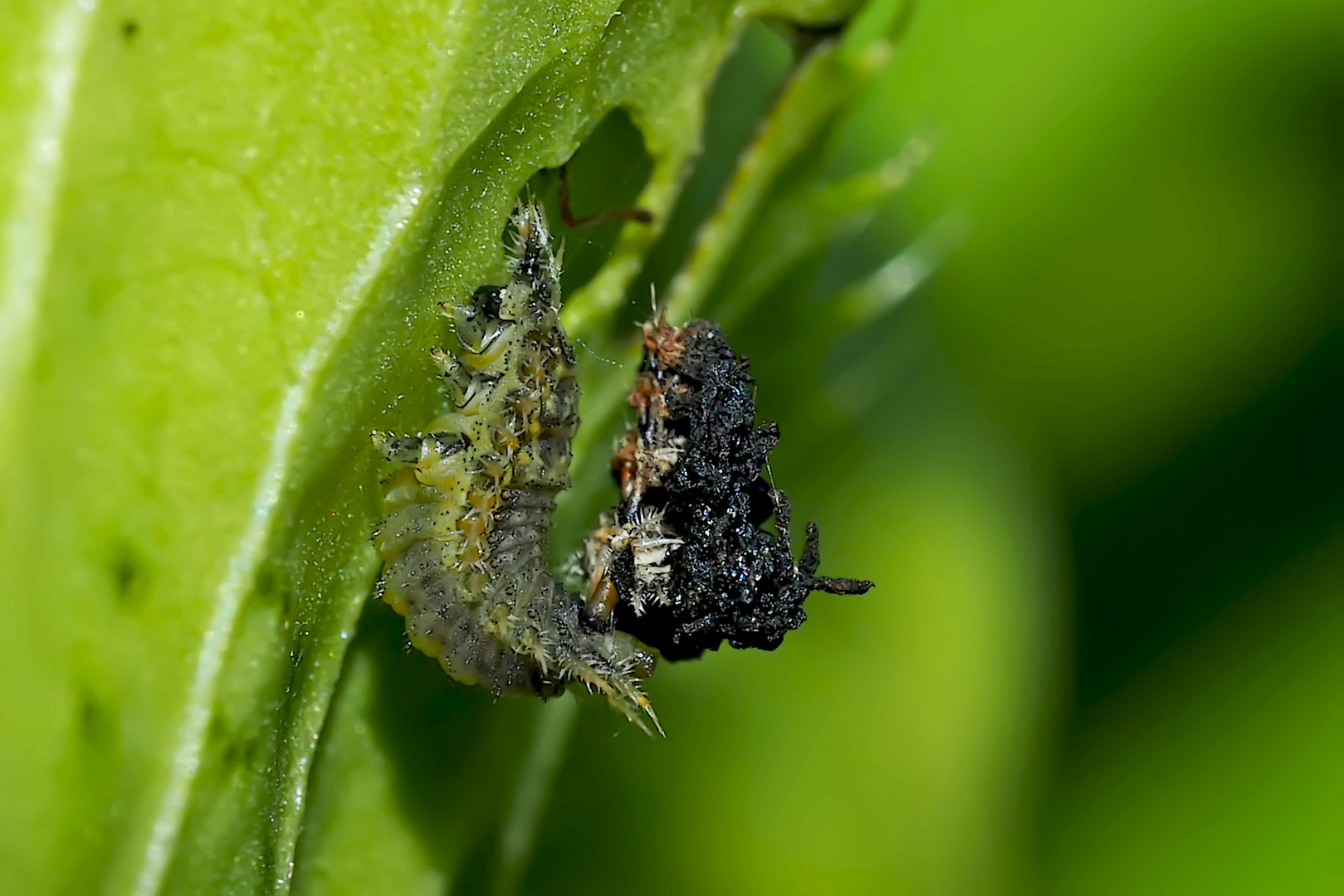 Die Larve des Distelschildkäfers (Cassida rubiginosa) mit dem Kot, der sie vor Fressfeinden schützt.