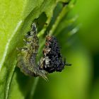 Die Larve des Distelschildkäfers (Cassida rubiginosa) mit dem Kot, der sie vor Fressfeinden schützt.