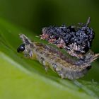 Die Larve des Distelschildkäfers (Cassida rubiginosa) mit dem Kot, der sie vor Fressfeinden schützt.