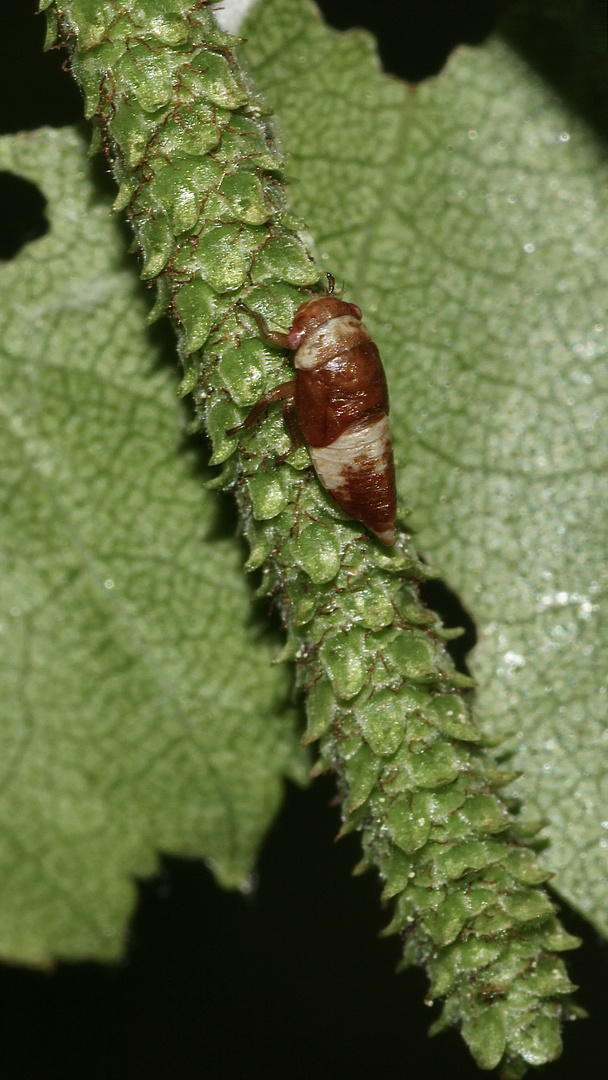 Die Larve einer Gemeinen Birken-Maskenzikade - Oncopsis cf. flavicollis)