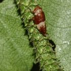 Die Larve einer Gemeinen Birken-Maskenzikade - Oncopsis cf. flavicollis)