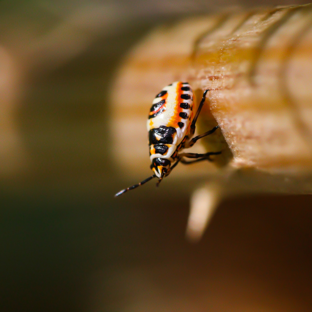 Die Larve einer Schwarzrückigen Gemüsewanze (Eurydema ornata)