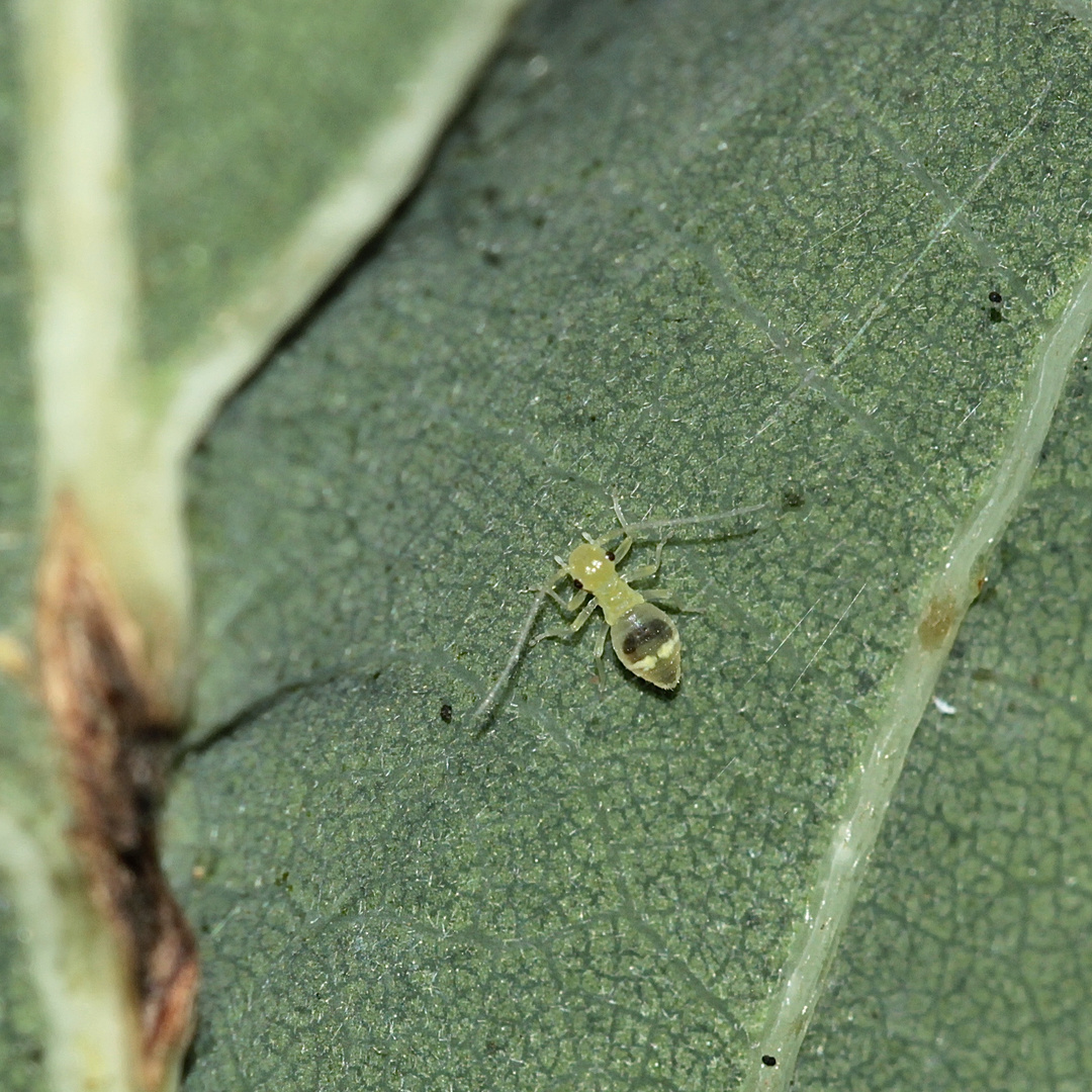 Die Larve einer Staublaus (Psocoptera = Psocodea) - aber welche Art?