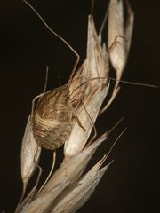 Die Larve einer zu den Schild(kröten)wanzen (Fam. Scutellaridae) gehörenden EURYGASTER TESTUDINARIA