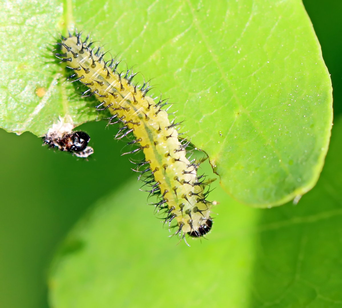 die Larve Foto & Bild natur, insekten, tiere Bilder auf