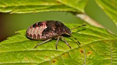 Die Larve (letztes Stadium) der Baumwanze Peribalus strictus (Fam. Pentatomidae)