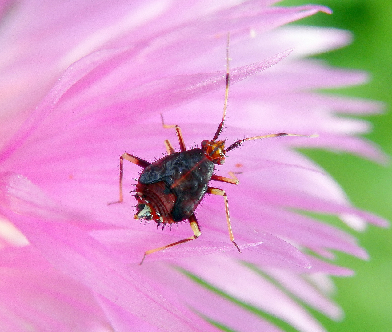 Die Larve von Deraeocoris ruber hat sich heute gehäutet