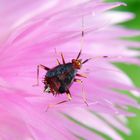 Die Larve von Deraeocoris ruber hat sich heute gehäutet