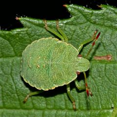 Die Larven der häufigen Grünen Stinkwanze (Palomena prasina) sind schon recht groß.