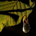 Die Larven der Köcherfliege - im Eigelege am 30.10.23