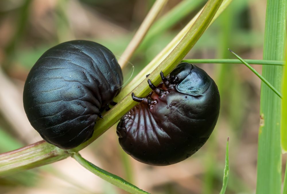 Die Larven des Tatzenkäfers