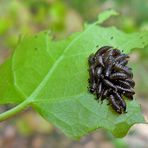 Die Larven von dem Käfer