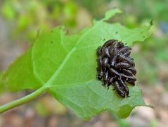 Die Larven von dem Käfer