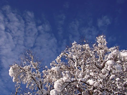 Die Last der weißen Pracht