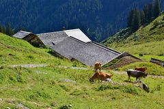 Die Latschätzalpe…