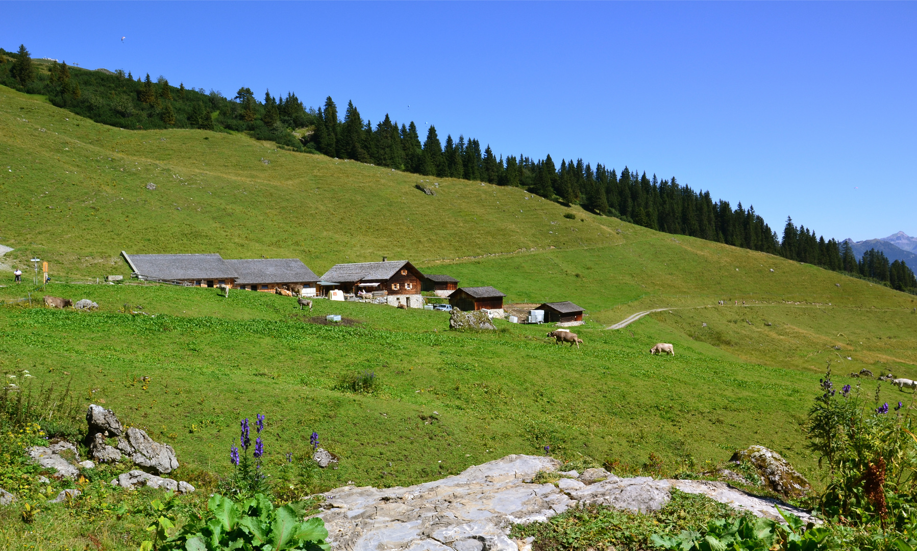 Die Latschätzalpe…