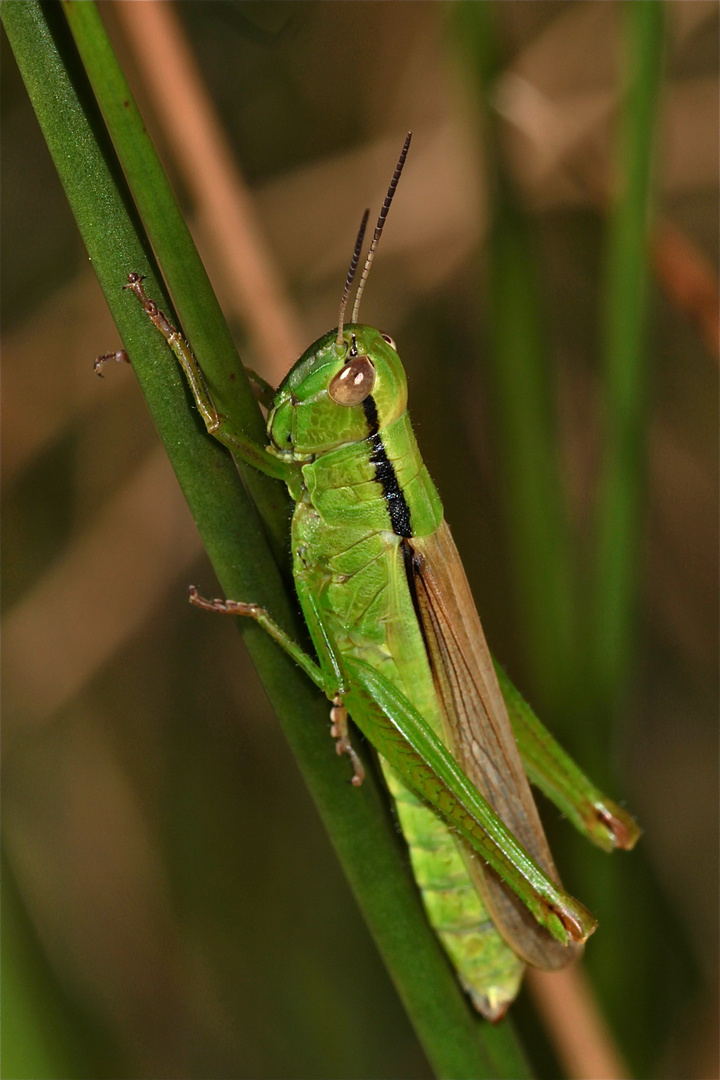 Die Lauchschrecke (Parapleurus alliaceus), eine Rote-Liste-Art, die man in den Feuchtgebieten . . .