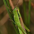 Die Lauchschrecke (Parapleurus alliaceus), eine Rote-Liste-Art, die man in den Feuchtgebieten . . .