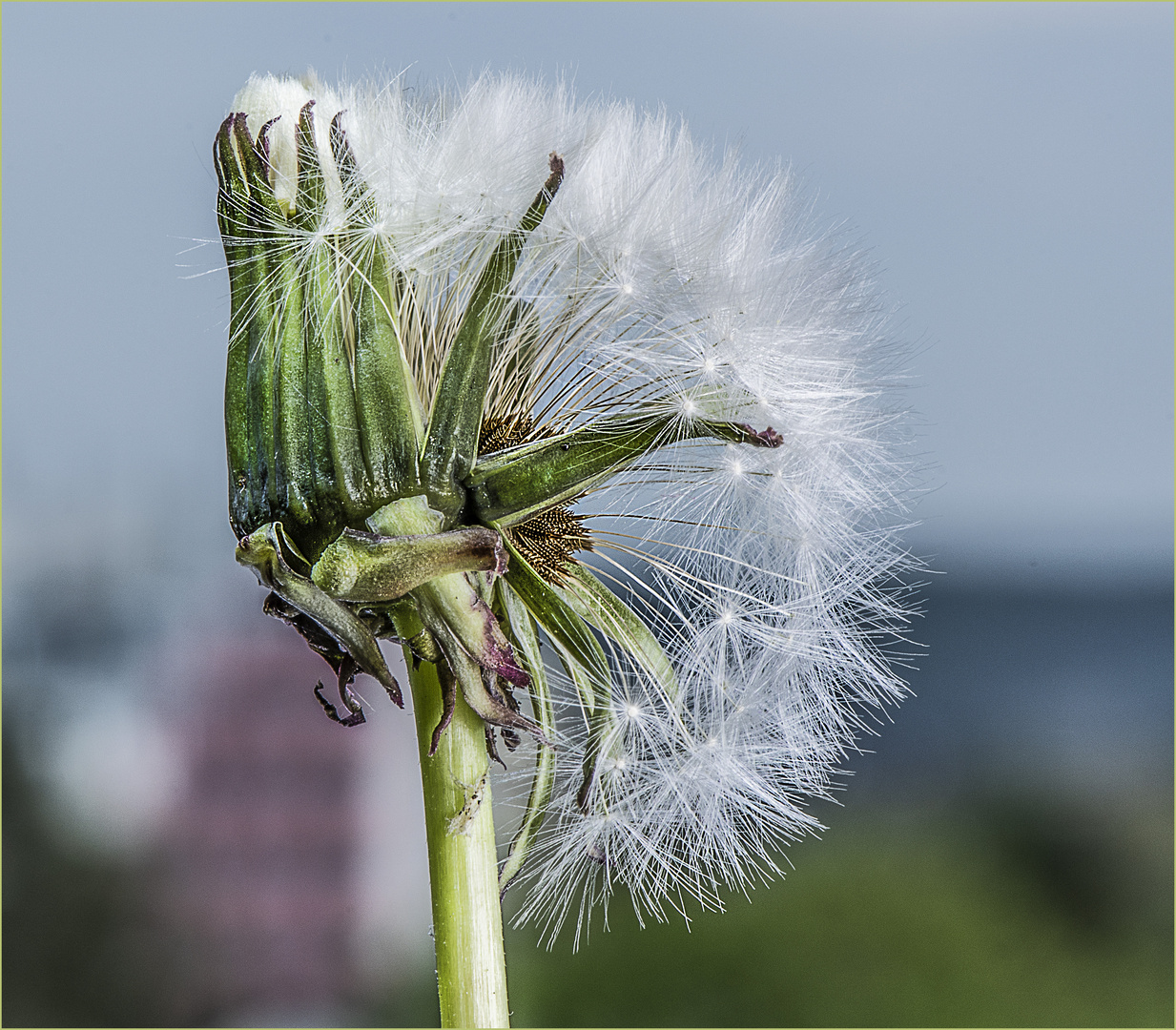 Die Laune der Natur