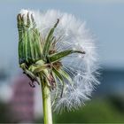 Die Laune der Natur