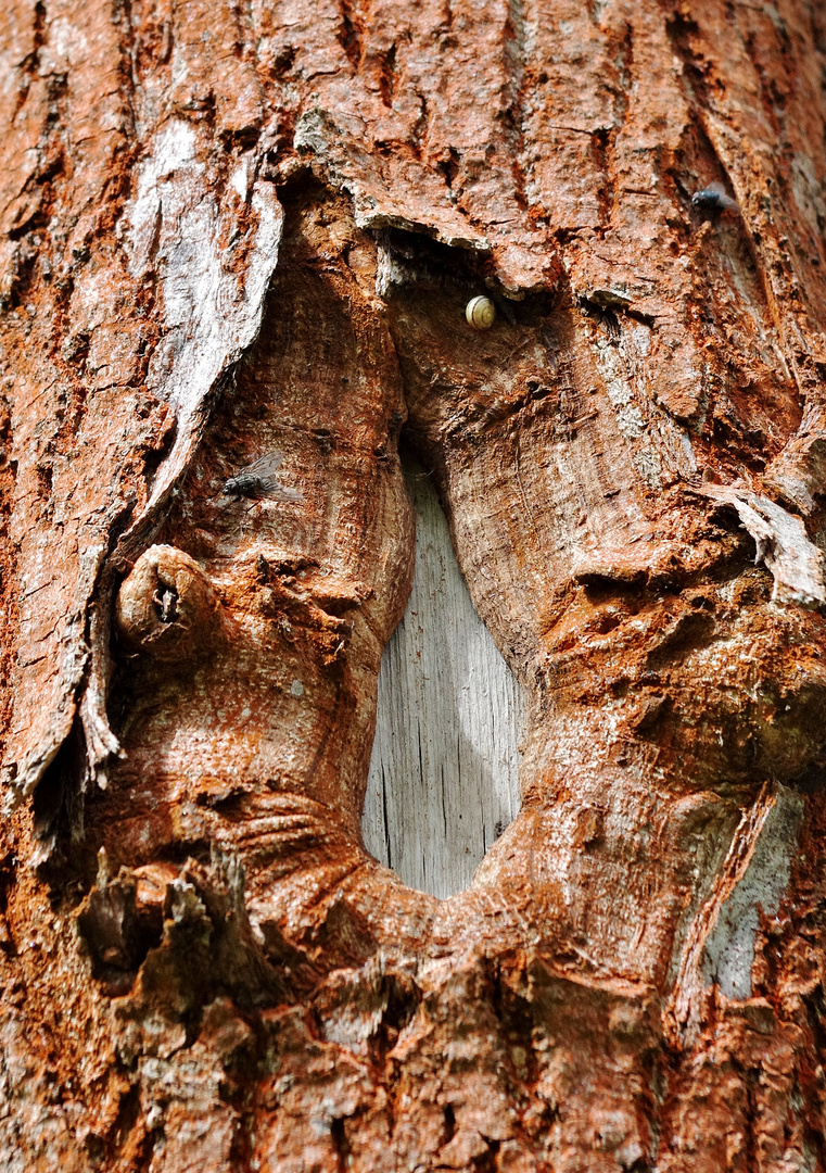 Die Launen der Natur , Erotik in Holz