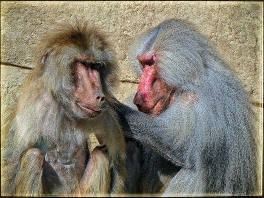 DIE LAUS IM PELZ.....