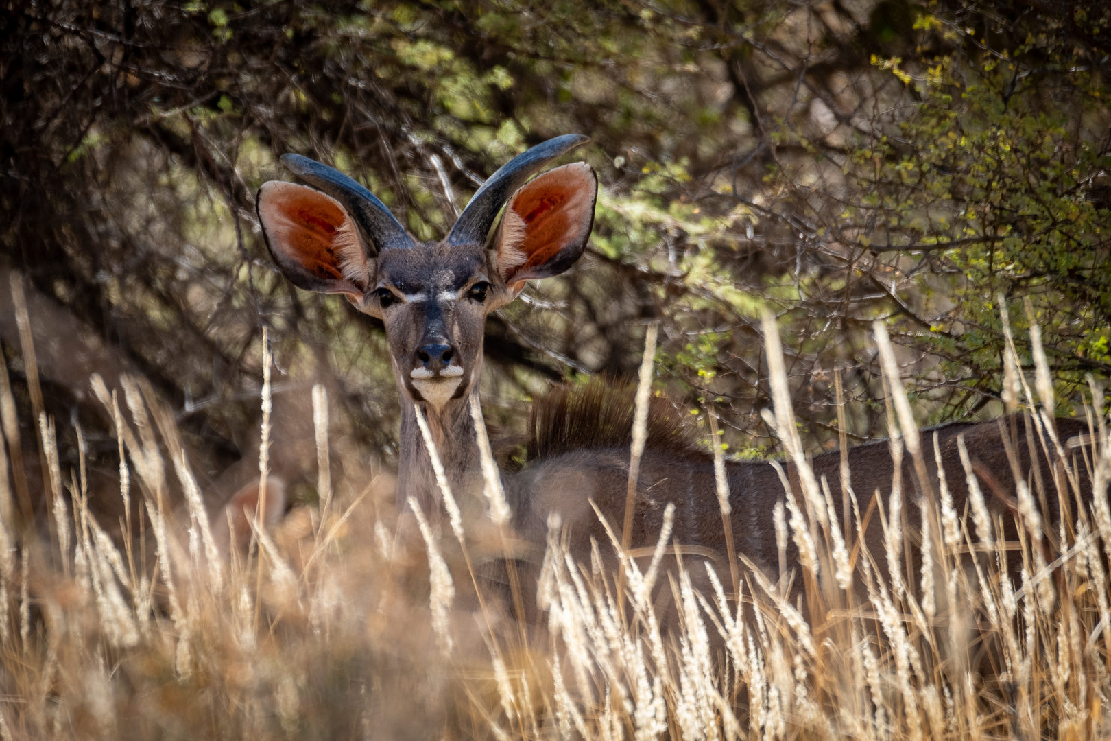 Die Lauscher aufgestellt.....Kudu