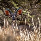 Die Lauscher aufgestellt.....Kudu