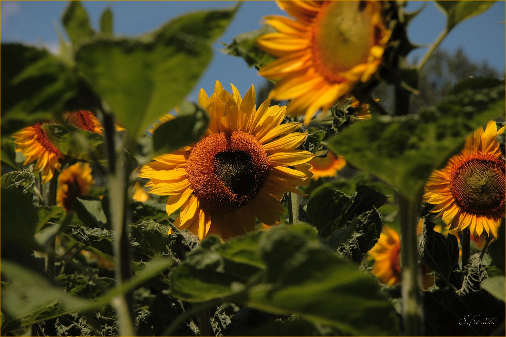 Die Lausitz ist sonnenverwöhnt