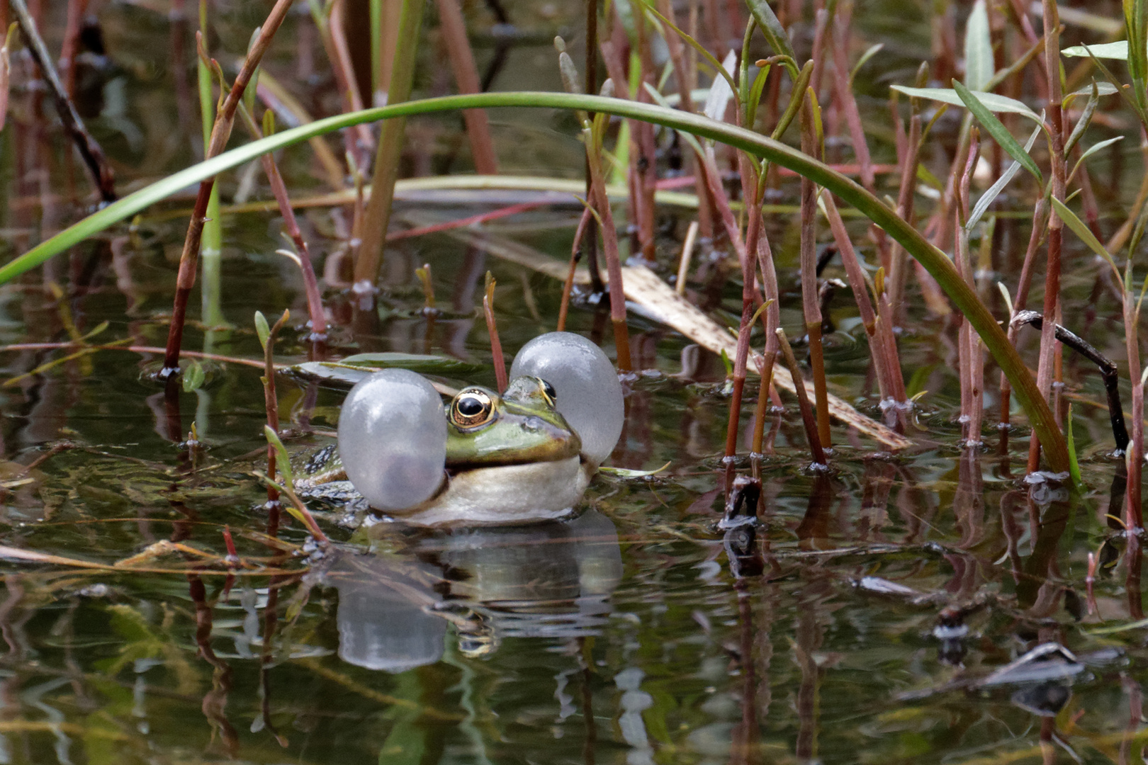 Die lauteste Stimme im Teich