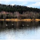 Die lautstarken Vier vom Rothsee