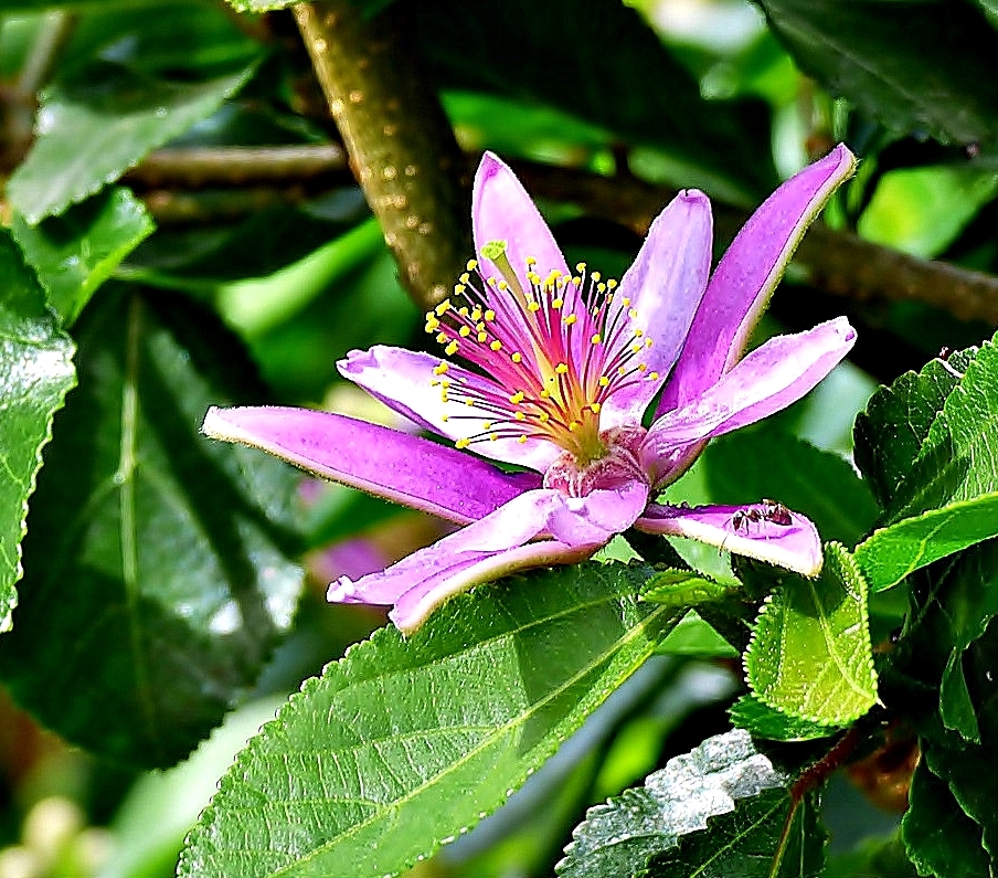 Die Lavendel-Sternblüte . . .