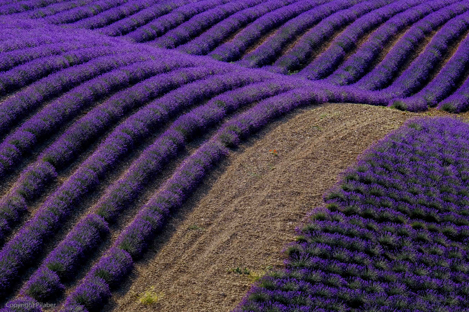 Die Lavendel Welle