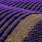 Die Lavendel Welle