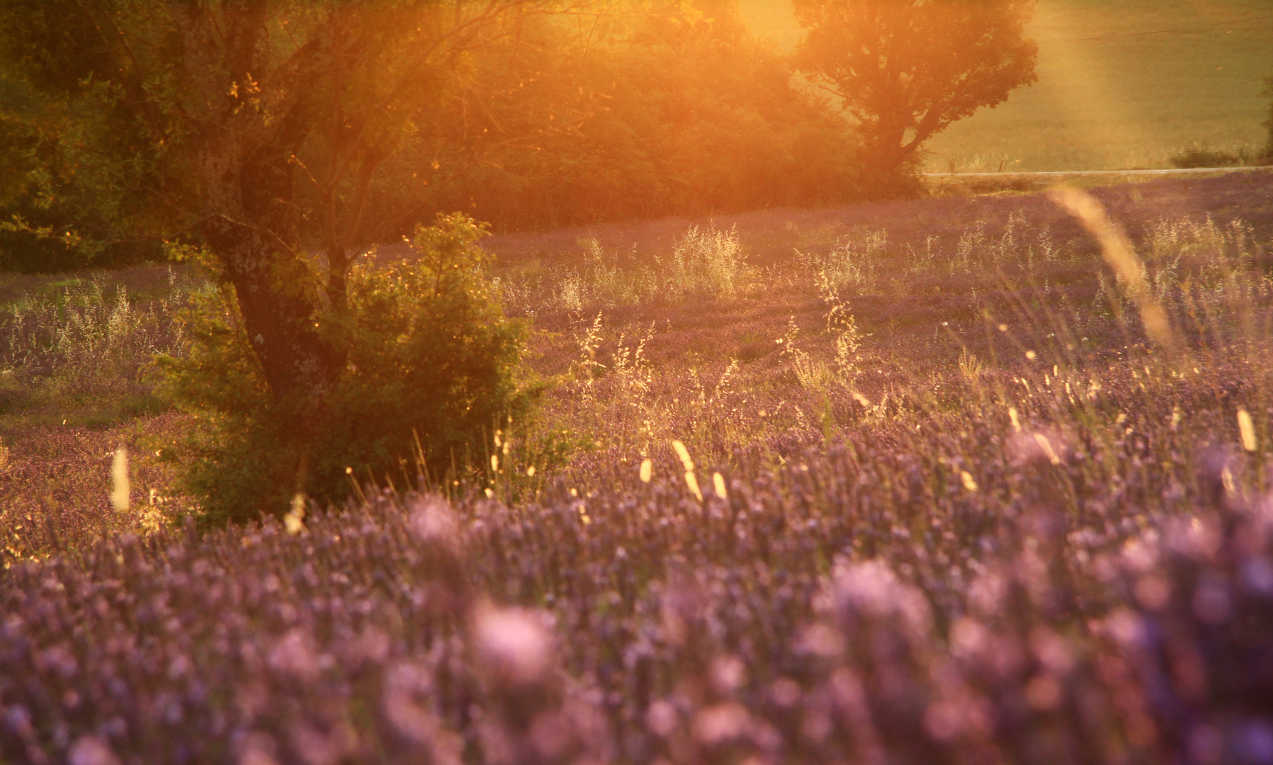 Die Lavendelfelder der Provence...