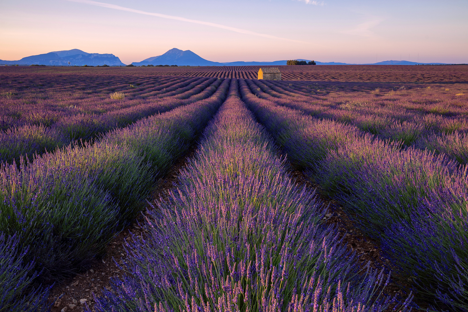Die Lavendelfelder der Provence