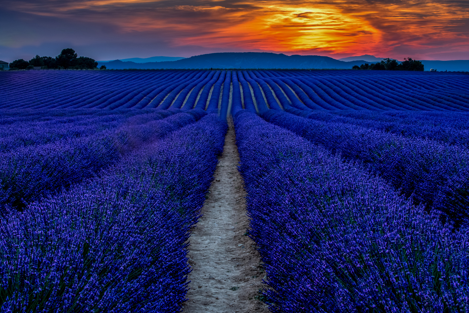 Die Lavendelfelder von Valensole