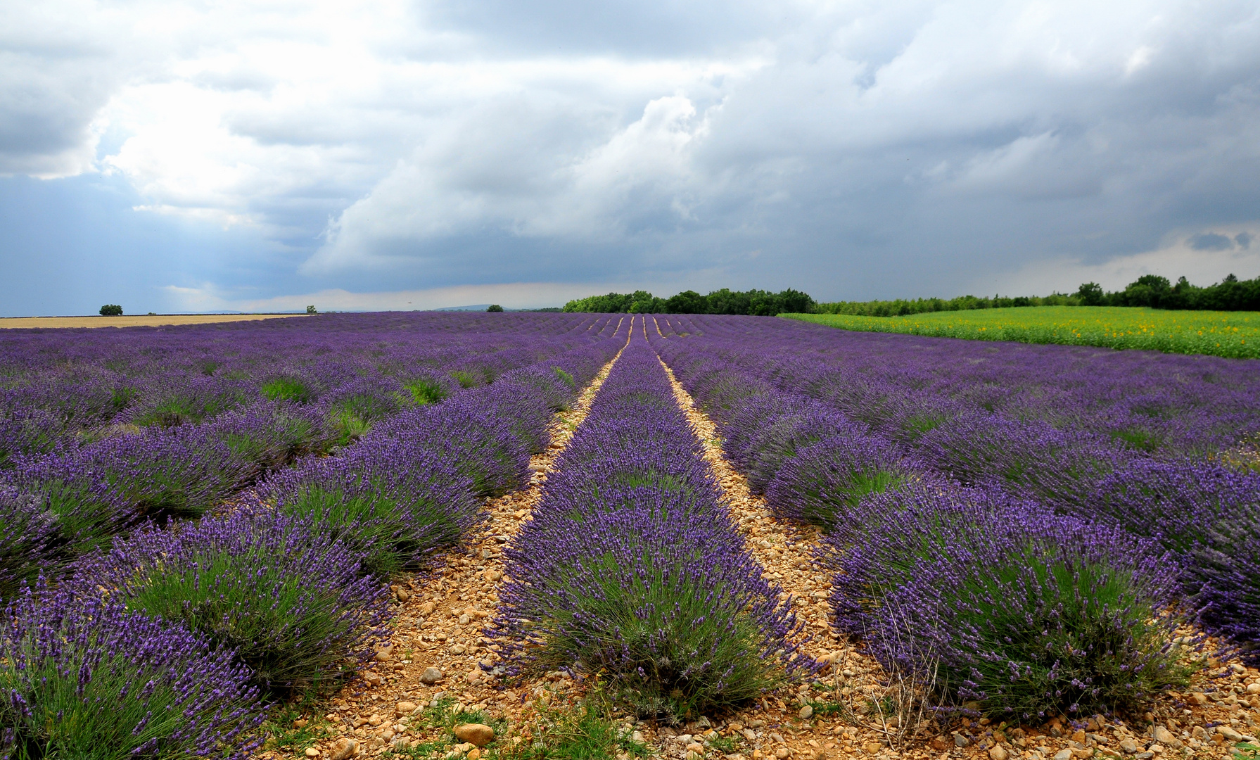 Die Lavendelpracht in der Provence